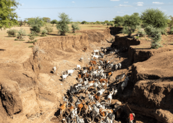 1.5m livestock dead across drought affected parts of Ethiopia – Report