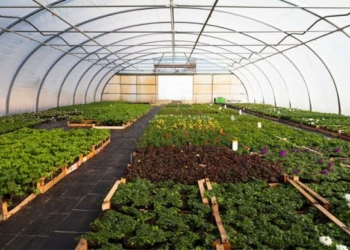 Greenhouse Farming (Depict image)
