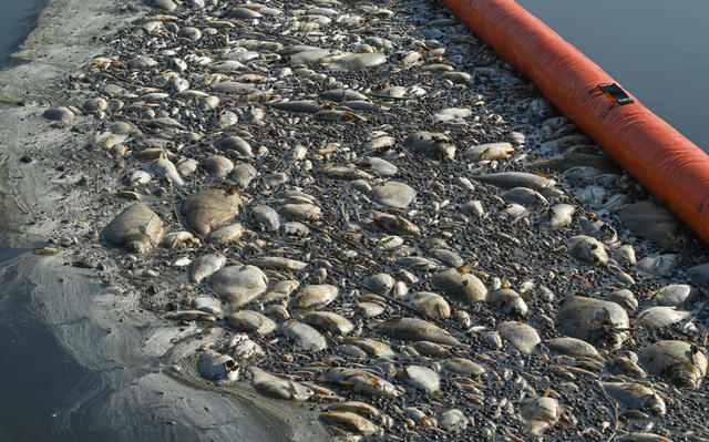 EU Commission ‘highly concerned’ about mass fish deaths in Oder river