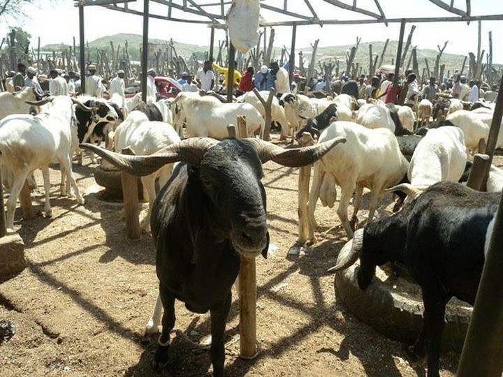 PIC. 16. RAMS WAITING FOR SALE AT MUBI MARKET IN ADAMAWA ON WEDNESDAY
(2/11/11).