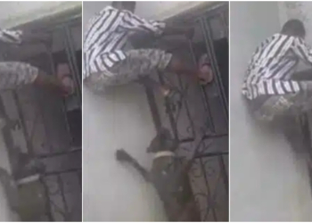 Man's narrow escape from aggressive dogs caught on camera