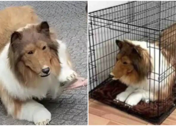 Man spends millions to resemble a dog, faces disappointment as real dogs snub him