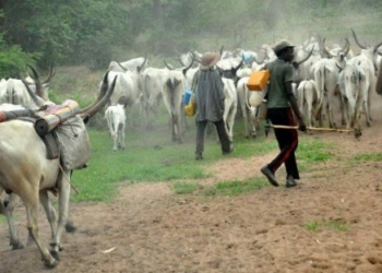 File image of herders