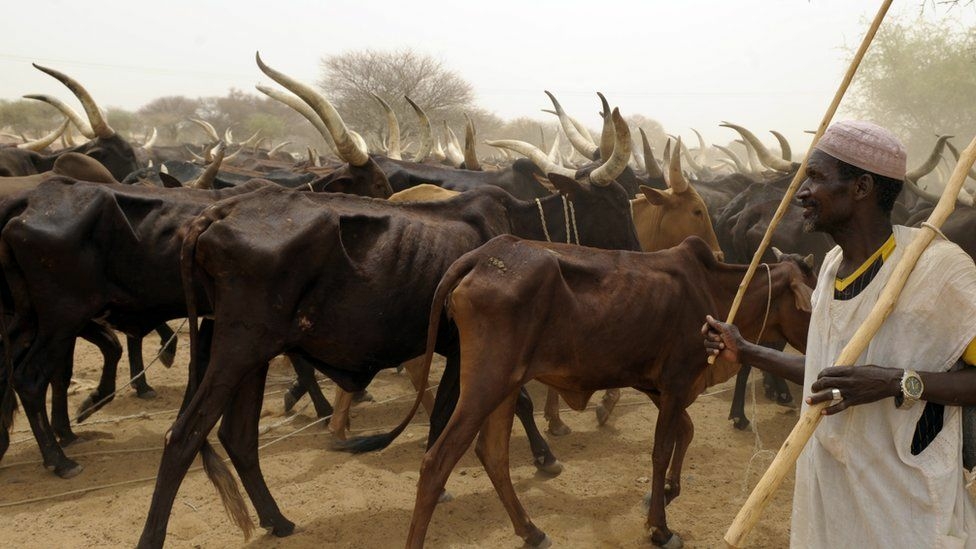 Fulani herder and his herds of cows