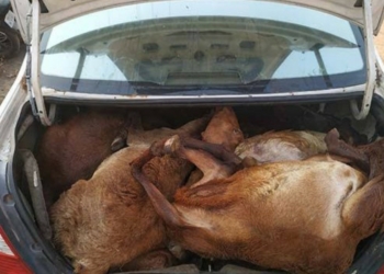 File Image: Stolen goats
