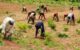 We paid N400m to terrorists to access our farmlands – Kaduna farmers