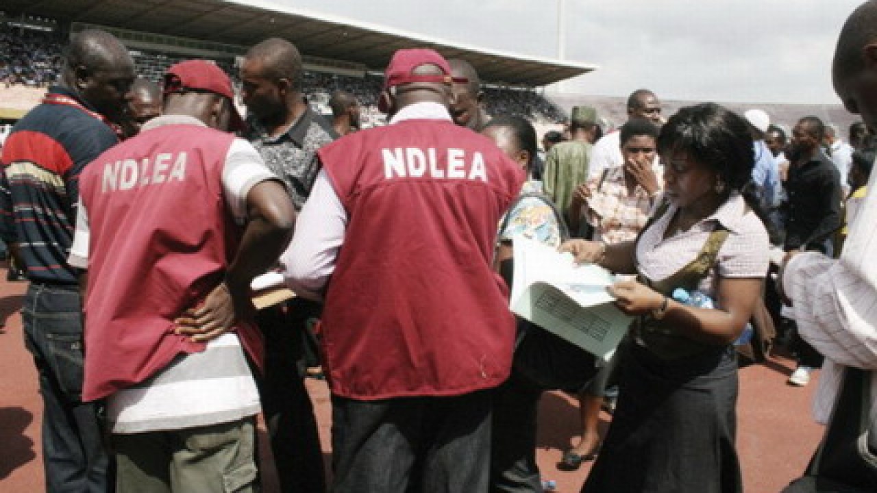 1.3 tons of drugs exhibits seized, 500 offenders arrested in Katsina – NDLEA