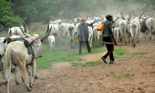 Suspected herders kill three farmers in Edo