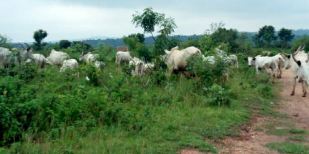 Cattle graving on a portion of the airport land

Photo credit: Premium Times