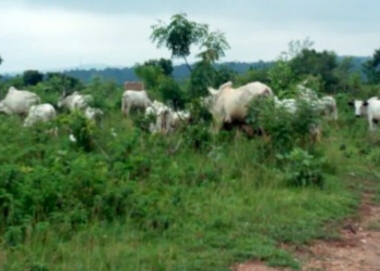 Cattle graving on a portion of the airport land

Photo credit: Premium Times