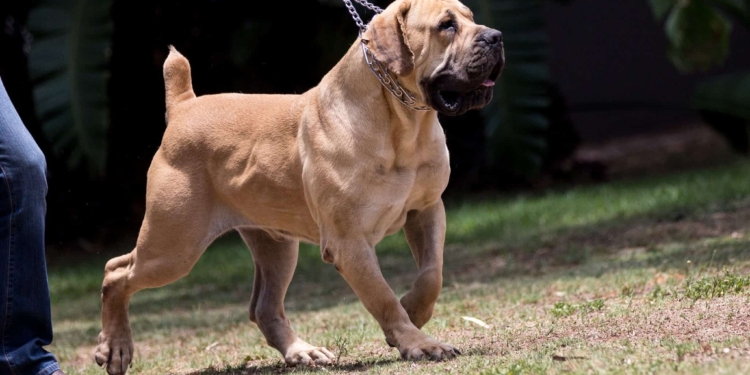 Depict image - Boerboels Dog