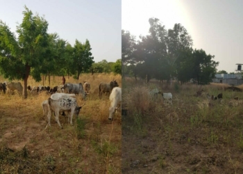 Security agents chase, destroy bandits’ camp in Katsina, recover rustled animals