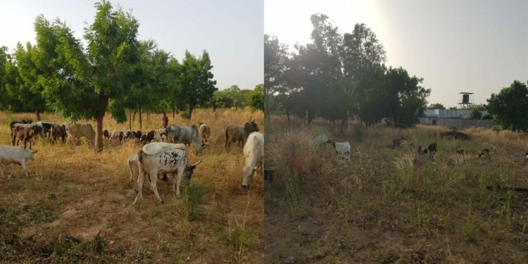 Security agents chase, destroy bandits’ camp in Katsina, recover rustled animals