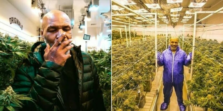 Malawi asks Mike Tyson to be their marijuana ambassador
