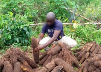 Depict image - Yam harvest