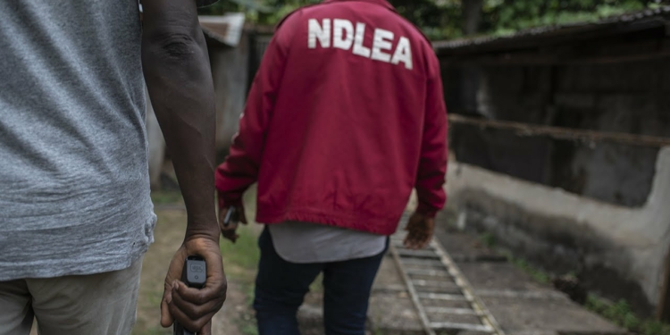 NDLEA nabs two fake security agents with illicit drugs, substances in Yobe