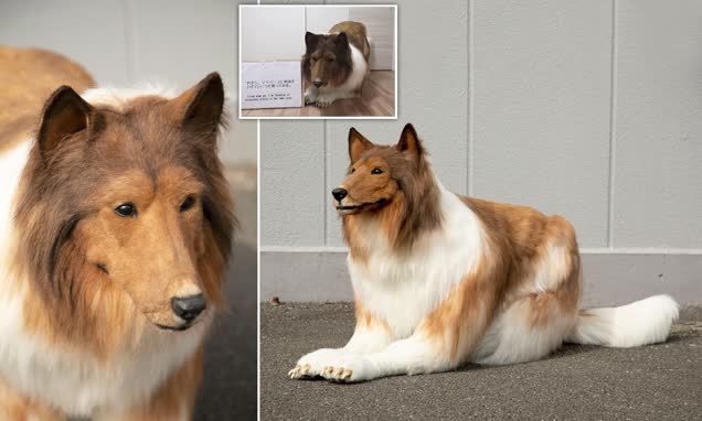 Japanese man spends over £12,000 to become a dog