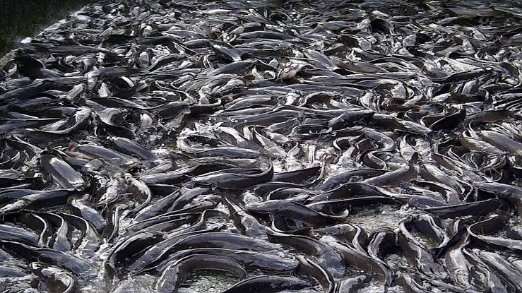 Nigeria produces world’s largest number of African catfish – Official
