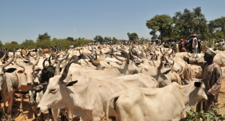 Disquiet as herdsmen turn Delta state High Court premises to grazing zone