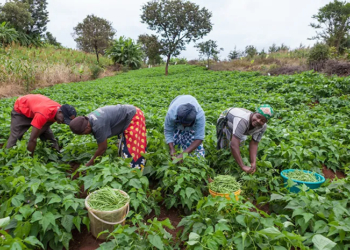 Nigeria's Agricultural Revolution