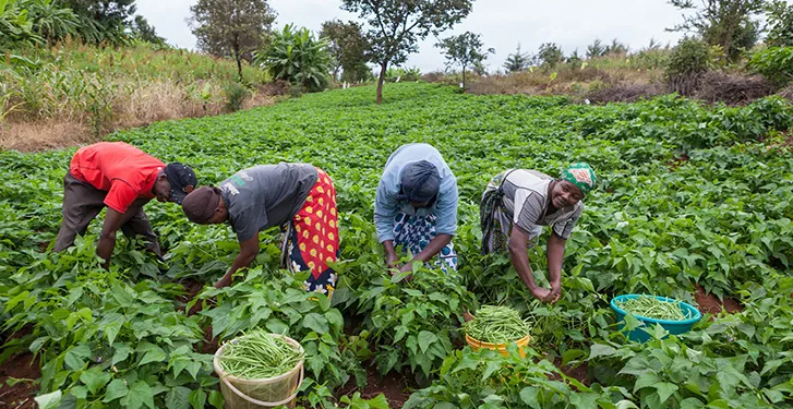 Nigeria's Agricultural Revolution