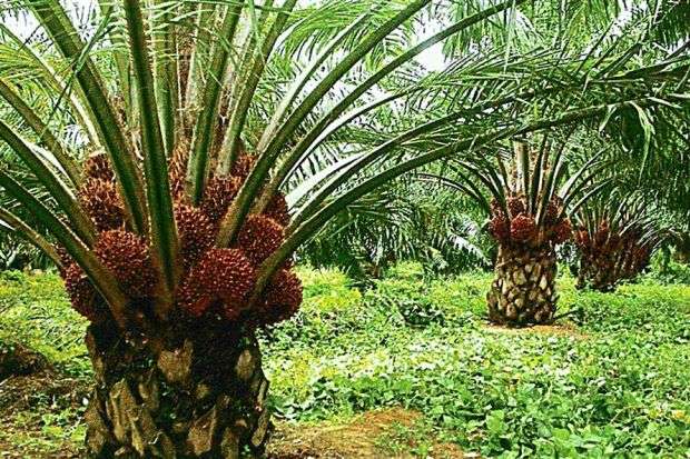 Palm Oil Production