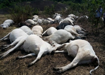 Cows struck to death by lightning