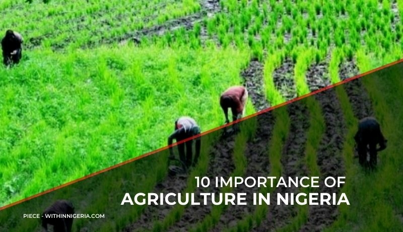 10 importance of Agriculture in Nigeria