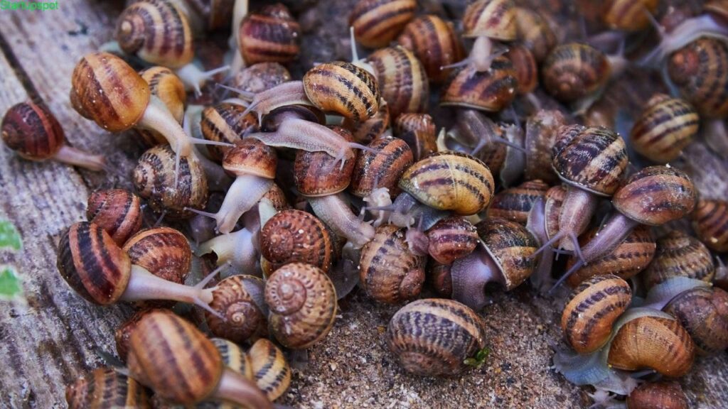 Snail Farming in Nigeria