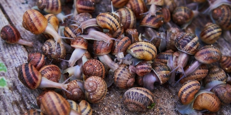 Snail Farming in Nigeria