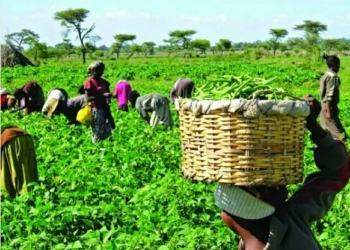 Importance of Agriculture in Nigeria
