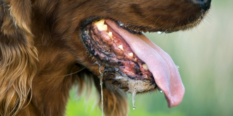 Warning signs that your Dog is unhealthy