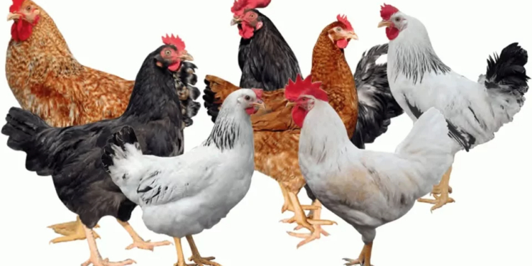 How to Raise Chickens