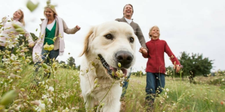 Things People Do That Dogs Can't Stand