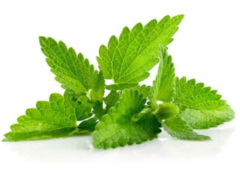 Side Effects of Scent leaf