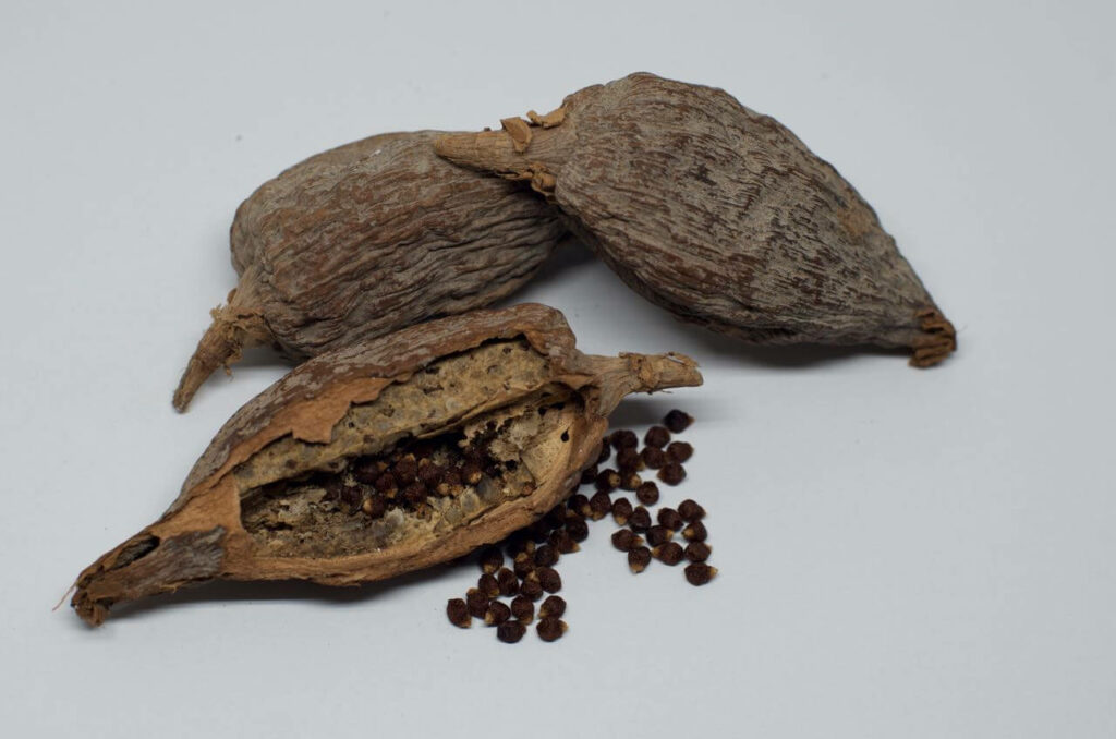 Amazing Health Benefits of Alligator Pepper