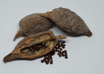 Amazing Health Benefits of Alligator Pepper