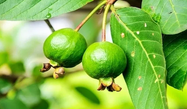 Does Guava Leaves Cleans the Womb?