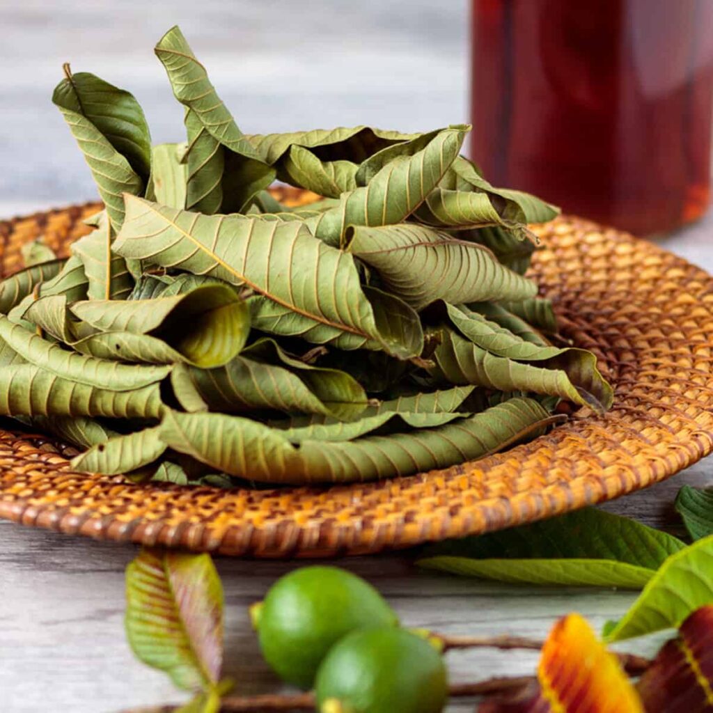Does Guava Leaves Cleans the Womb?