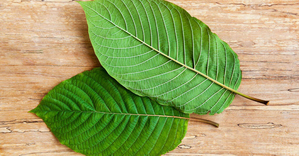 Can You Add White Indo Kratom In Your Recipes Daily?