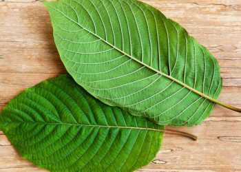 Can You Add White Indo Kratom In Your Recipes Daily?