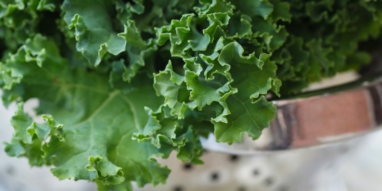 Health benefits of Kale