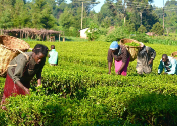 Major Methods of Planting in Mordern Farming