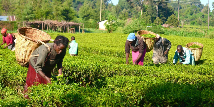 Major Methods of Planting in Mordern Farming