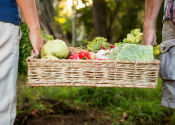 How to Fundraise for a Community Garden