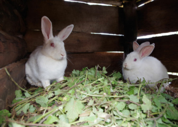 Rabbit Farming Business in Nigeria