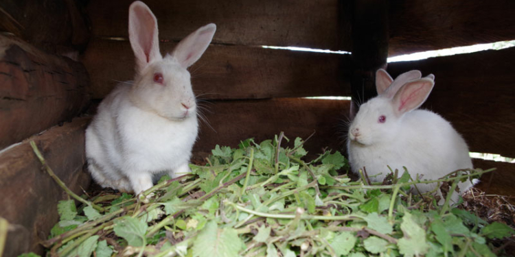 Rabbit Farming Business in Nigeria