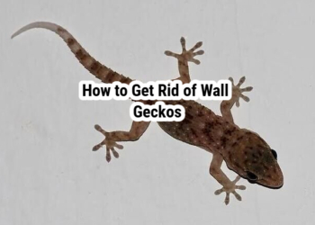 How to Get Rid of Wall Geckos