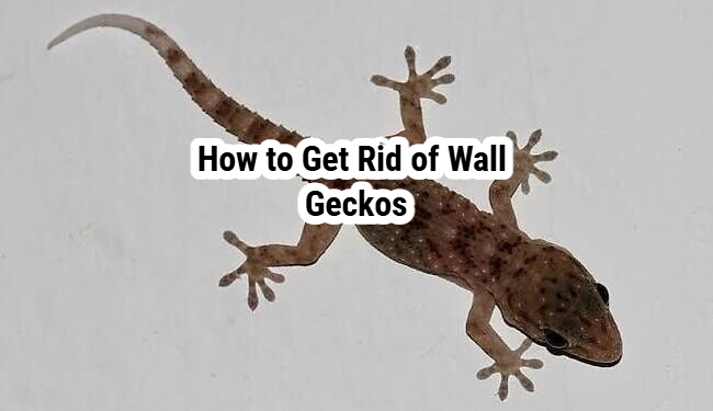 How to Get Rid of Wall Geckos
