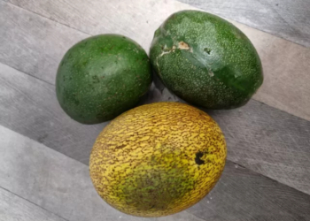 Osu Fruit (Abere)